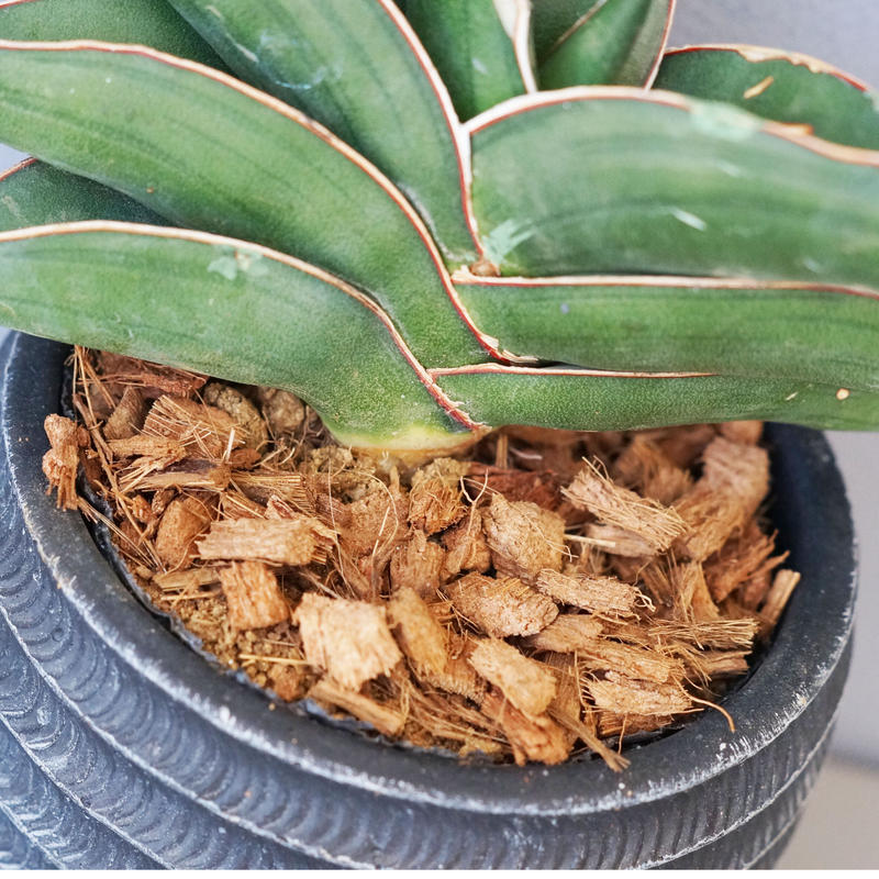 サンセベリア サムライ ドワーフ Ihana Dr Style