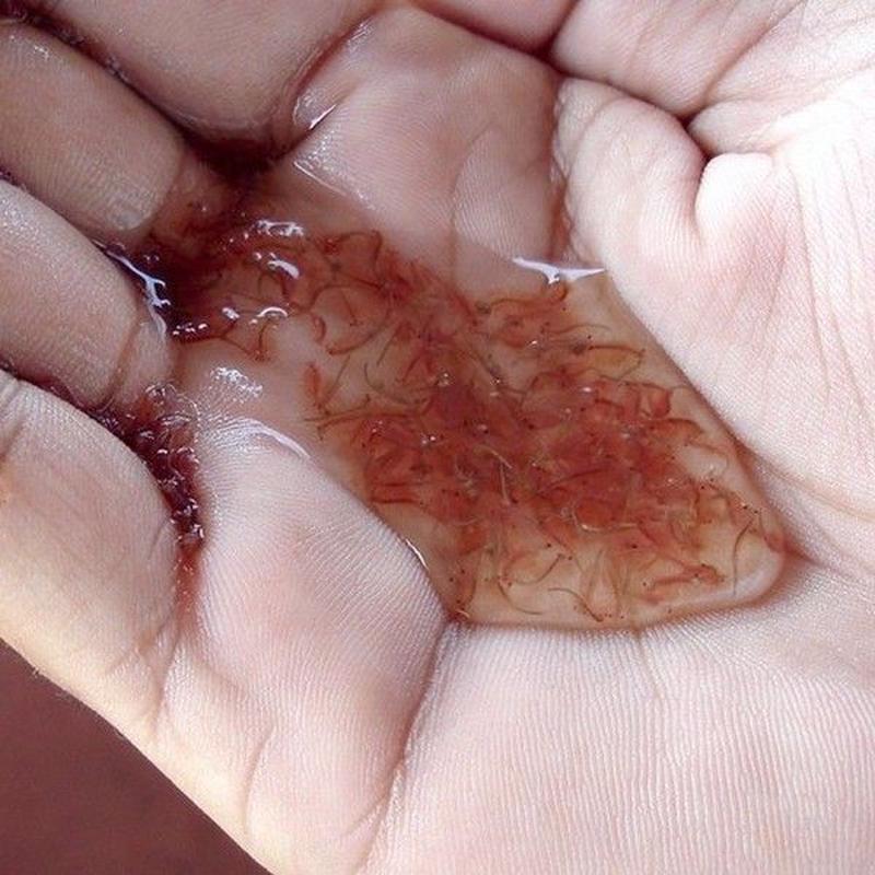 アルテミアの卵 100gパック 体長最大15mm 生き餌屋