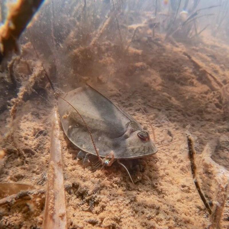 世界最大 ヨーロッパカブトエビの卵 1カプセル 体長最大80mm 生き餌屋