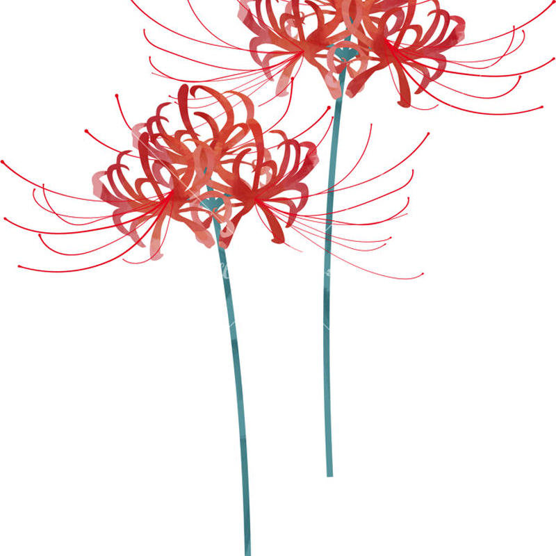 彼岸花 2本 イラストデータ Illust Download