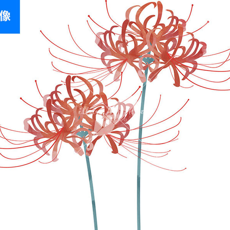 彼岸花 2本 イラストデータ Illust Download