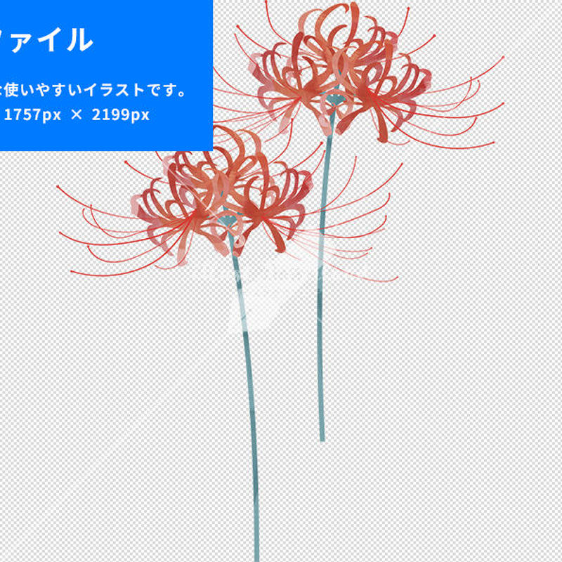 彼岸花 2本 イラストデータ Illust Download