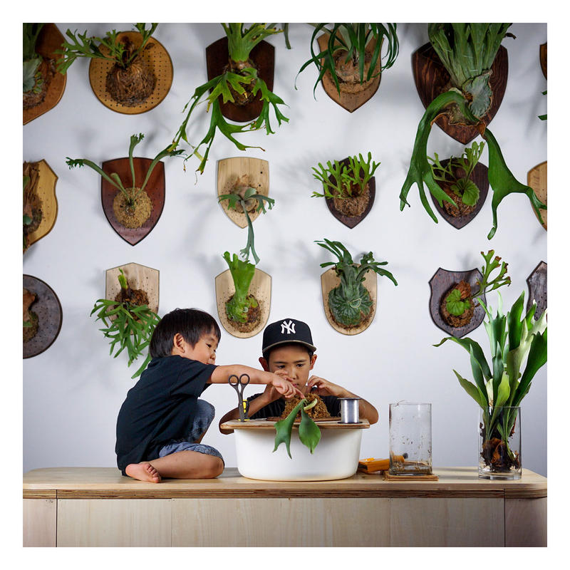 9 11 土 10 00 ビカクシダ板付ワークショップ Imama