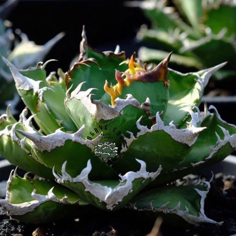 アガベ チタノタ 皇冠 クラウン 子株発根済み 【公式通販】