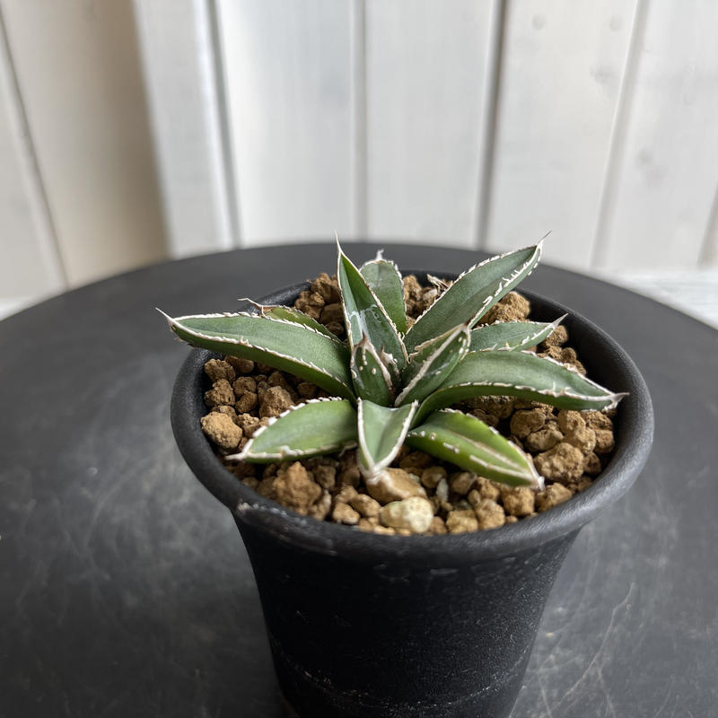 SALE/71%OFF】 アガベ 児玉姫笹の雪 極上美株 ecousarecycling.com