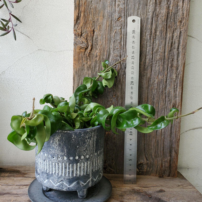 ホヤ カルノーサ コンパクタ In Style