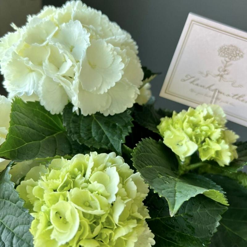 紫陽花白 シュガーホワイト 5寸 Ippainotabi