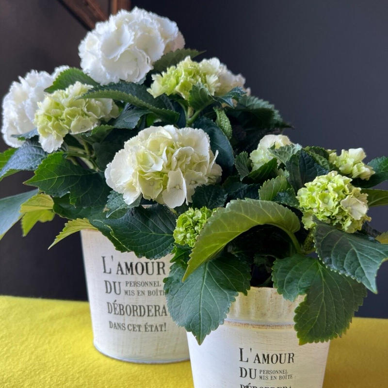 紫陽花白 シュガーホワイト 3 5寸 Ippainotabi