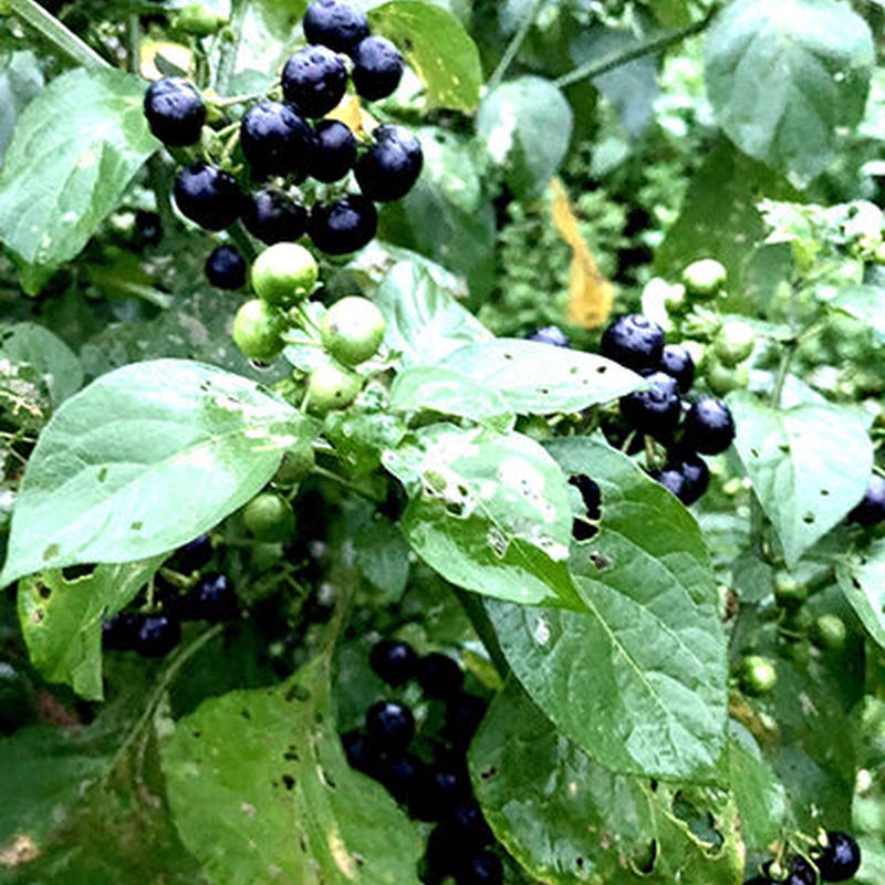 ガーデンハックルベリー 500g いっぷく農園