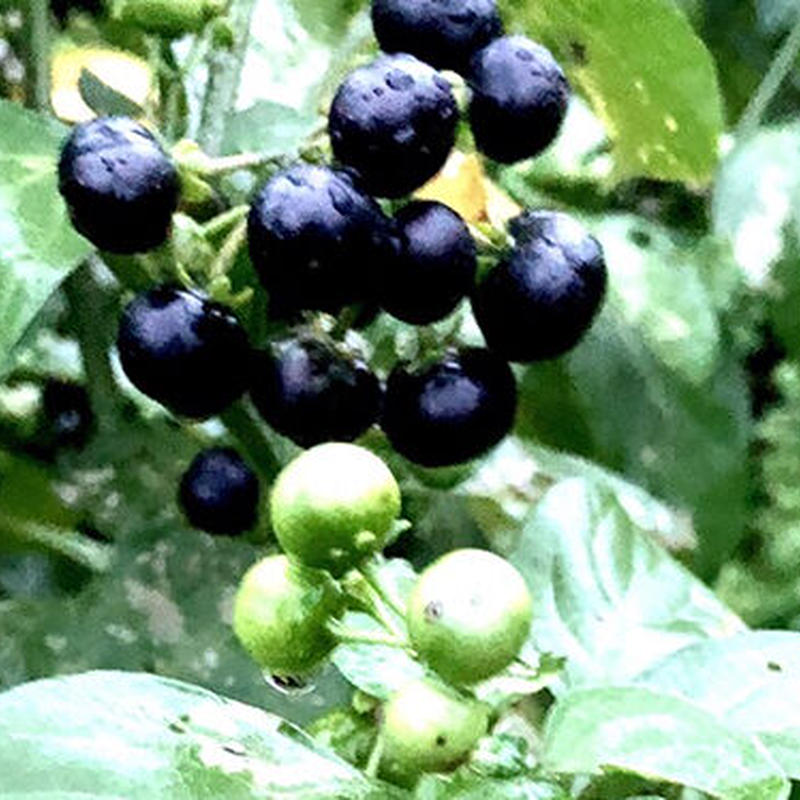 ガーデンハックルベリー 800g いっぷく農園