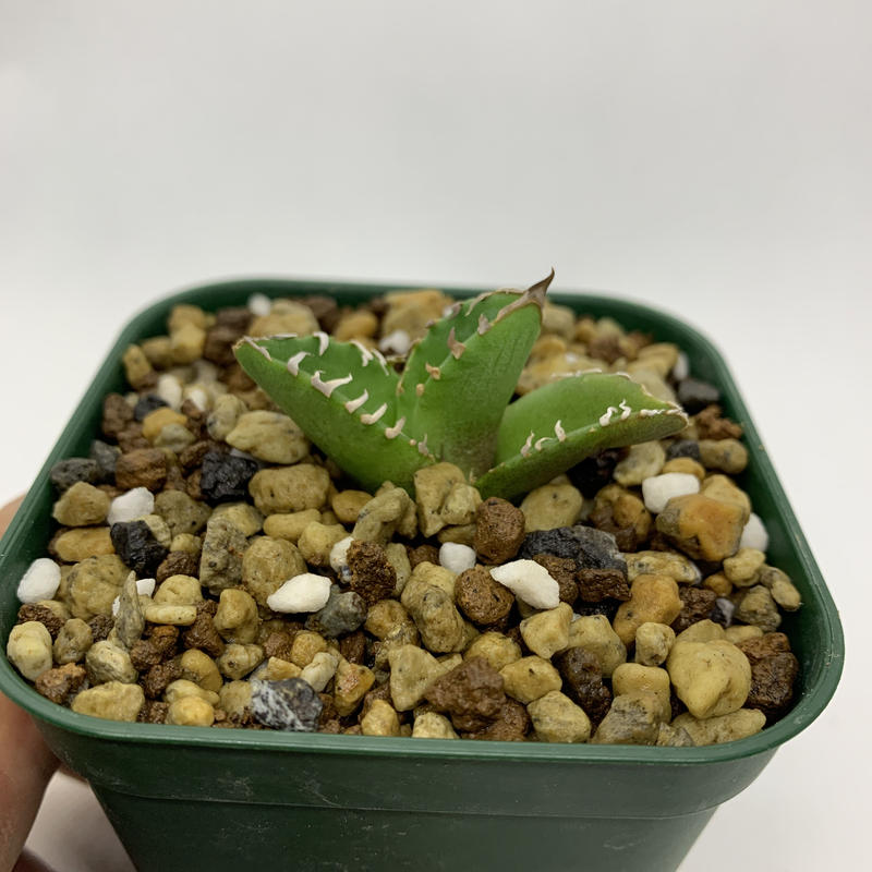 アガベ チタノタ CG−1 COK 【公式通販】