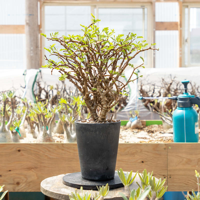 センナ メリディオナリス Hsm 0002 Isalo