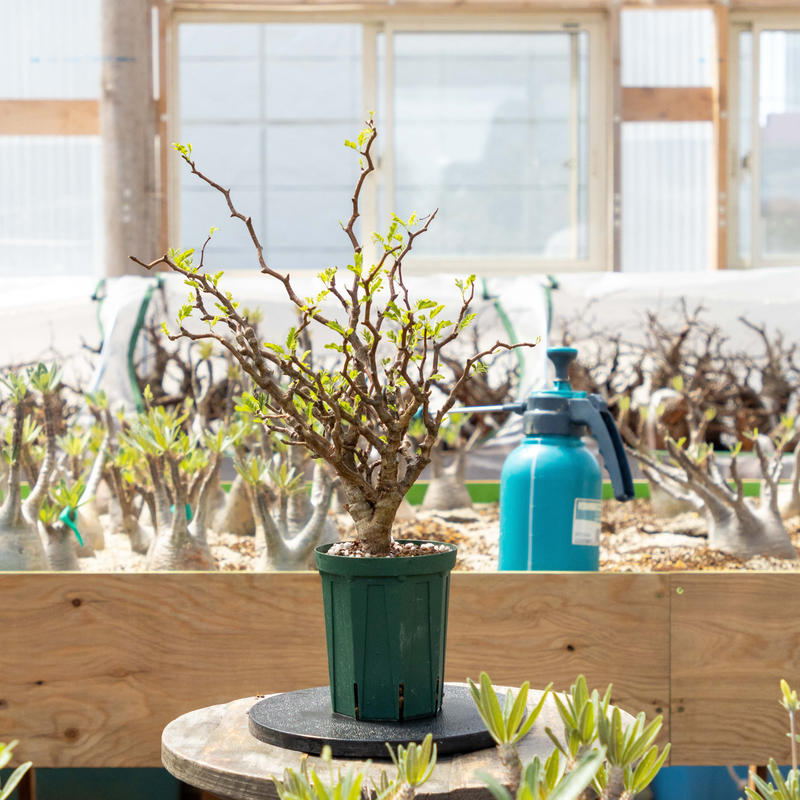 センナ メリディオナリス Hsm 0003 Isalo