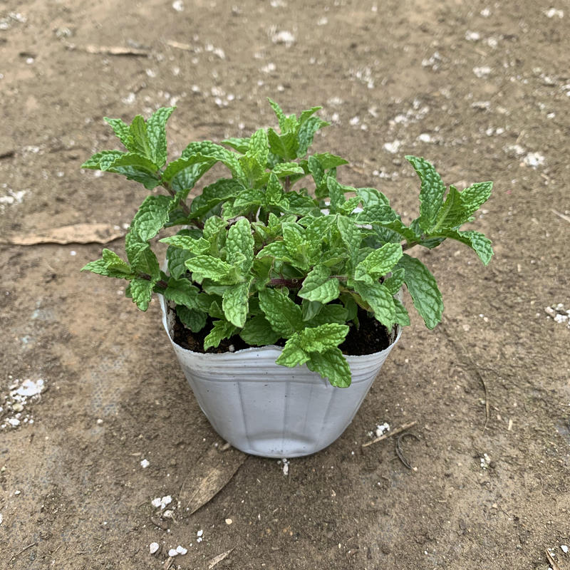 モロッカンミント 石原園芸 Ishihara Nursery モロッカンミント 石原園芸 Ishihara Nursery