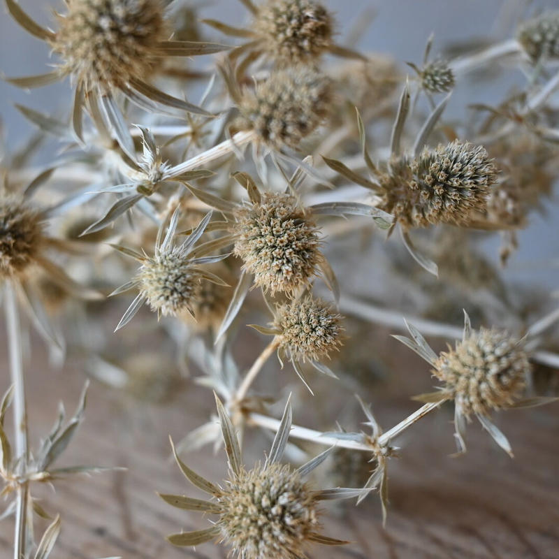 エリンジウム ホワイト ドライフラワー 石原園芸 Ishihara Nursery