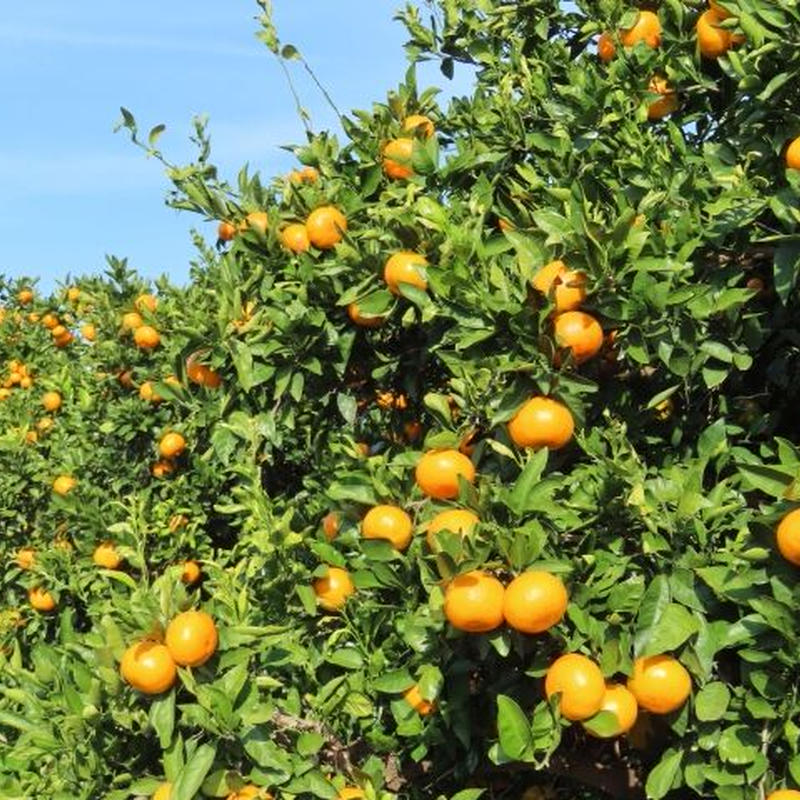 柑橘の女王 完熟春みかん なつみ 3 紀州伊藤園