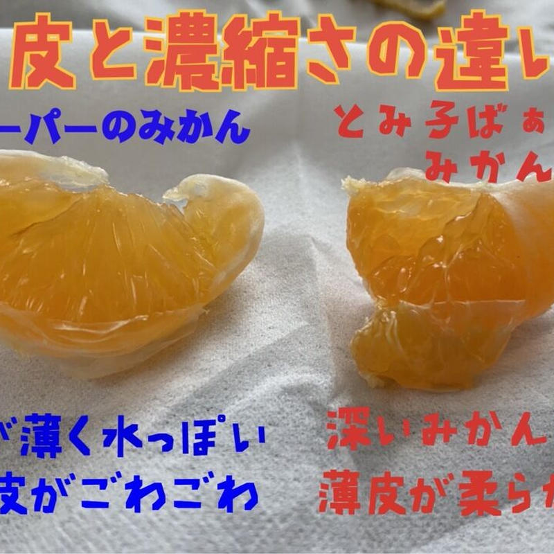 柑橘の女王 完熟春みかん なつみ 3 紀州伊藤園