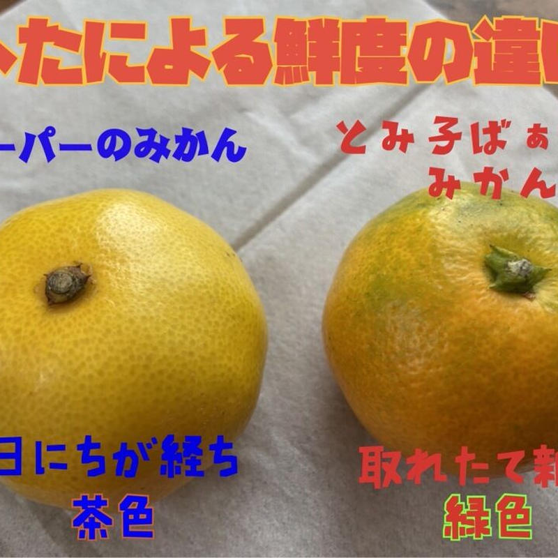 柑橘の女王 完熟春みかん なつみ 3 紀州伊藤園