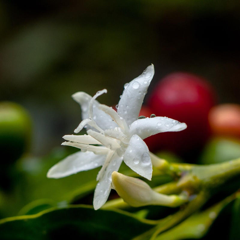 コーヒー原生林の花から採れた完熟 生 はちみつ Coffee Forest Honey R