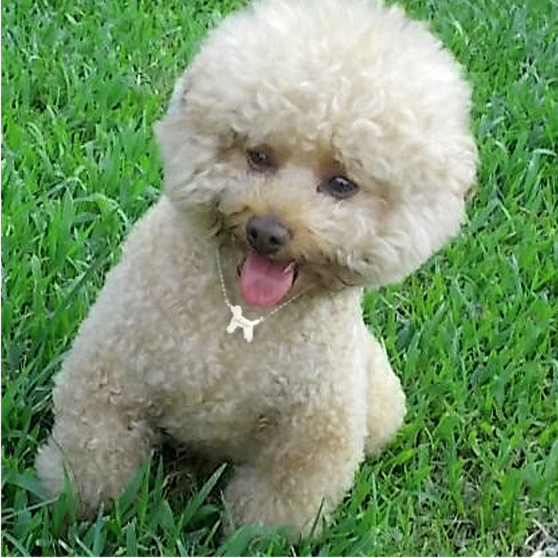 ビッグ割引 トイプードルシルエットペンダントネックレスシルバー プラチナコーティング 刻印可能誕生石付き シルバー 素材 Oceanrepublicbrewing Com