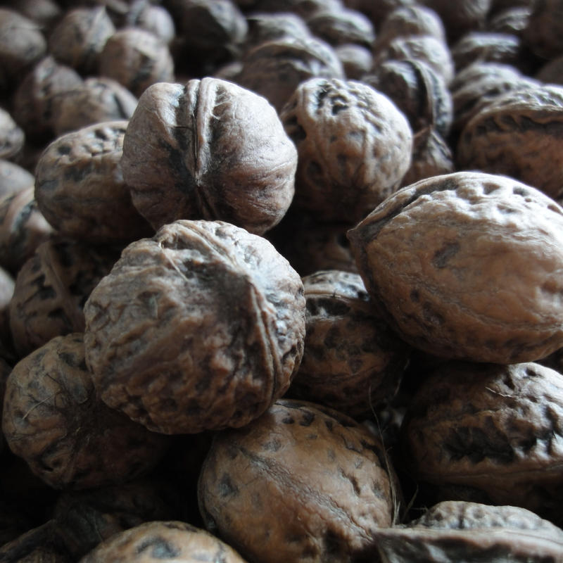 天然 国産 鬼クルミ 2kg 和くるみ 胡桃 縄文クルミ