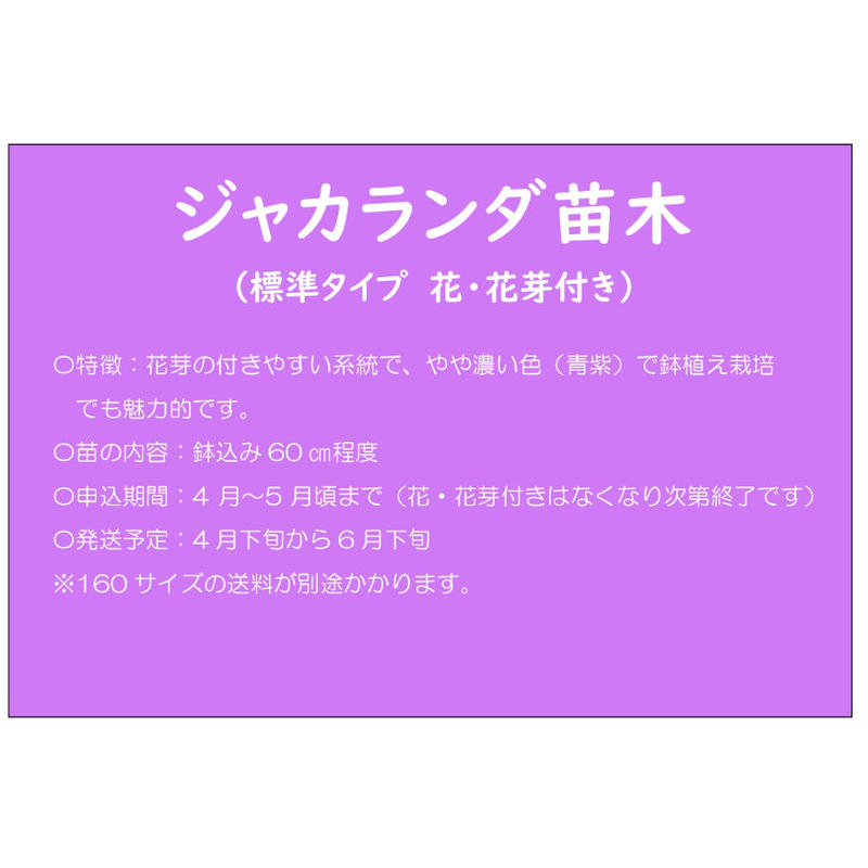 花 花芽付き ジャカランダ苗木 Nangohoso Store