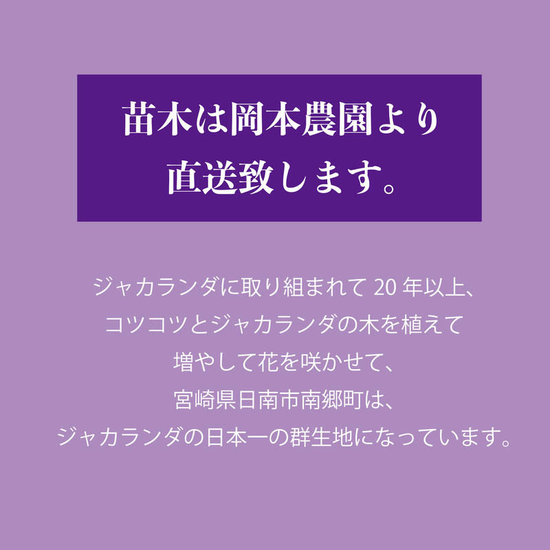 花 花芽付き ジャカランダ苗木 Nangohoso Store