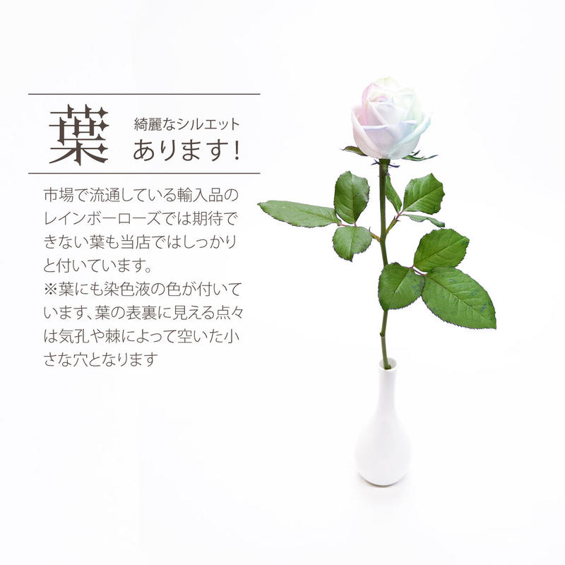 レインボーローズ ピュアパステル Mサイズ 選べる本数 花束 生花バラ フラワーギフト 安心の レインボーローズ ピュアパステル Mサイズ 選べる本数 花束 生花バラ フラワーギフト 安心の