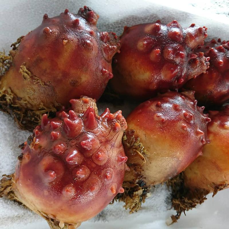 自慢の蒸しホヤ 女川産とれたてホヤで作った味付き蒸しホヤ500ｇ 貝船 山岸丸