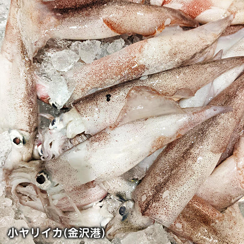 小ヤリイカ カラスミの2色タリオリーニ Lavita Online