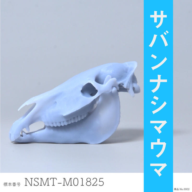 ライオンとシマウマの肉食草食セット オンラインショップかねろ ライオンとシマウマの肉食草食セット オンラインショップかねろ