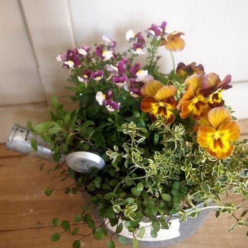 古道具 ビオラアンティ クブラウン ネメシア寄せ植え 花音