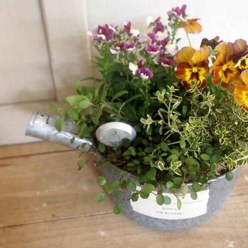 古道具 ビオラアンティ クブラウン ネメシア寄せ植え 花音