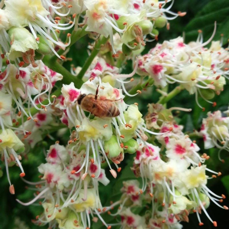 薫るはちみつ21年産 黒花メロウ 小 90g瓶 薫る養蜂園