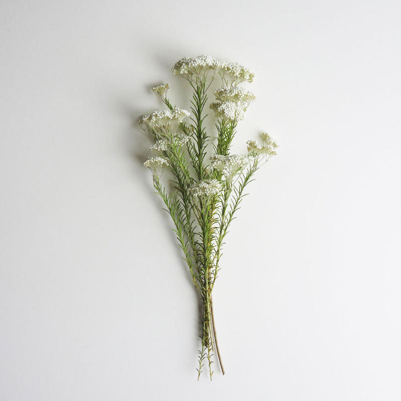 ライスフラワー 白 かわきばな Online Shop