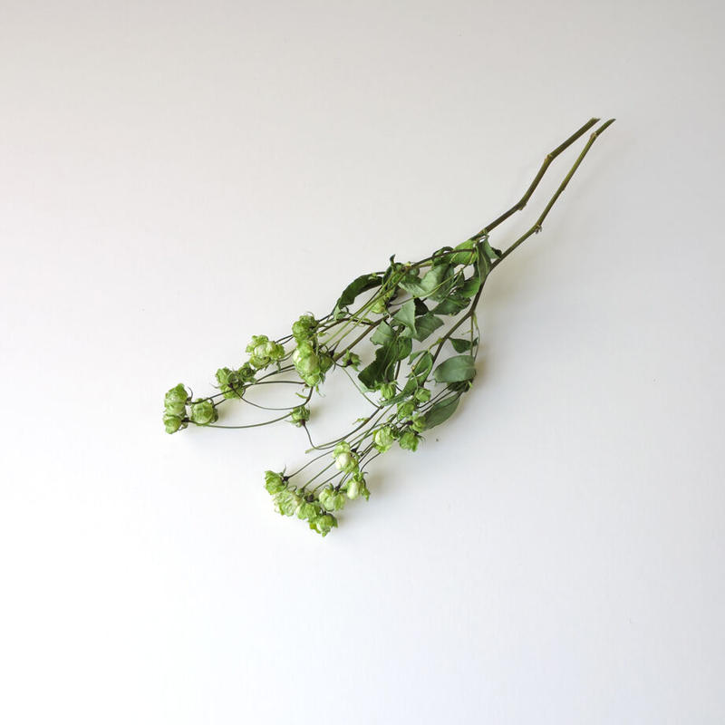 スプレーバラ エクレール かわきばな Online Shop