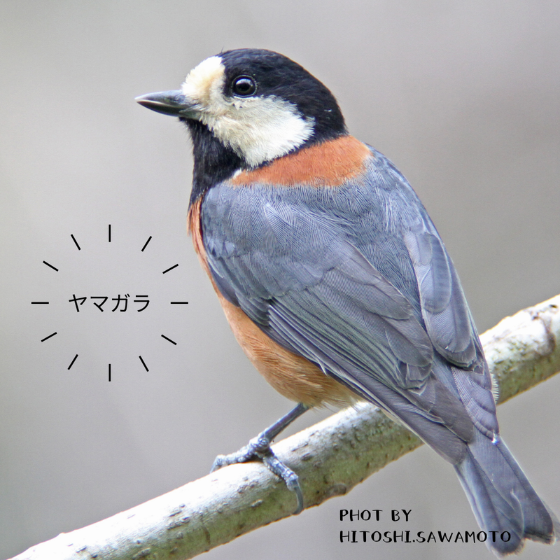 羊毛フェルトキット ヤマガラ Kawane Stories