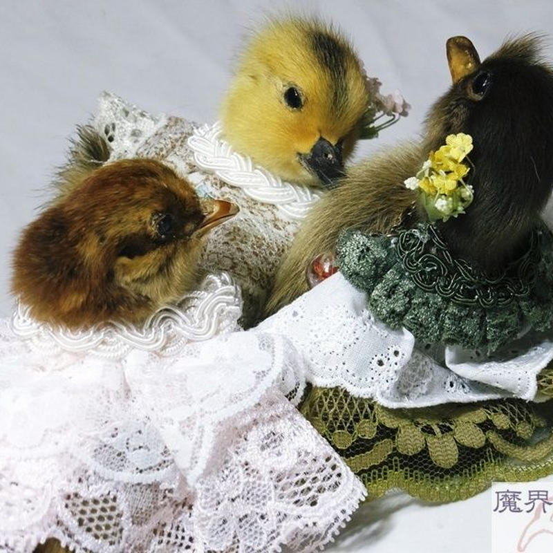 剥製 ② ひよこ 雛鳥 魔界の風鷹 ハンドメイド作品