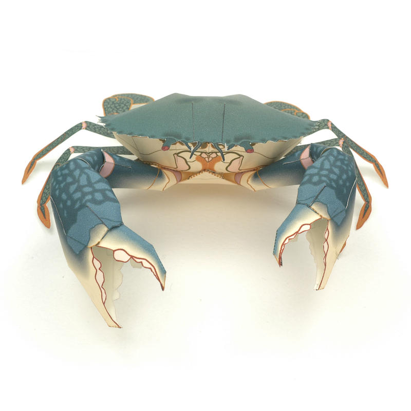 アミメノコギリガザミ Giant Mud Crab 紙工作キット Keicraft On