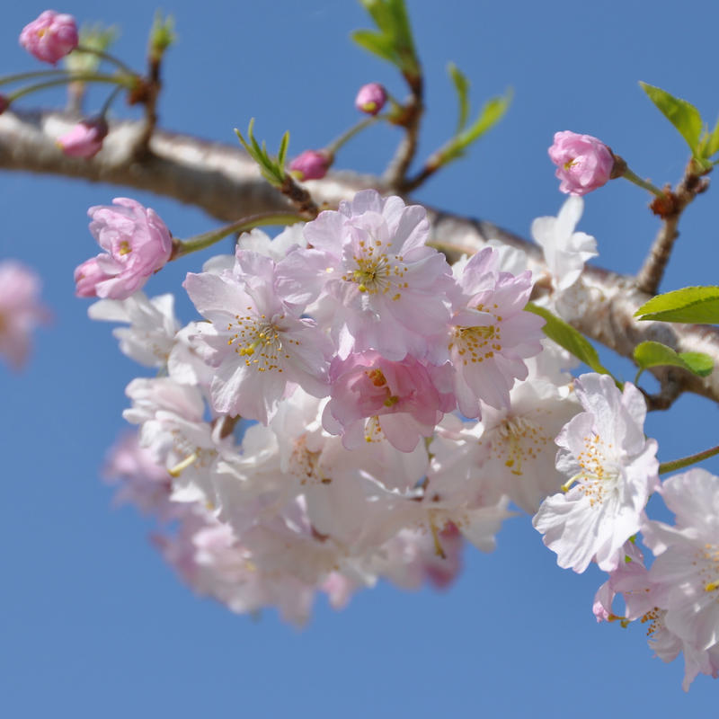 平草原公園 しだれ桜 Ken Ichi 風景