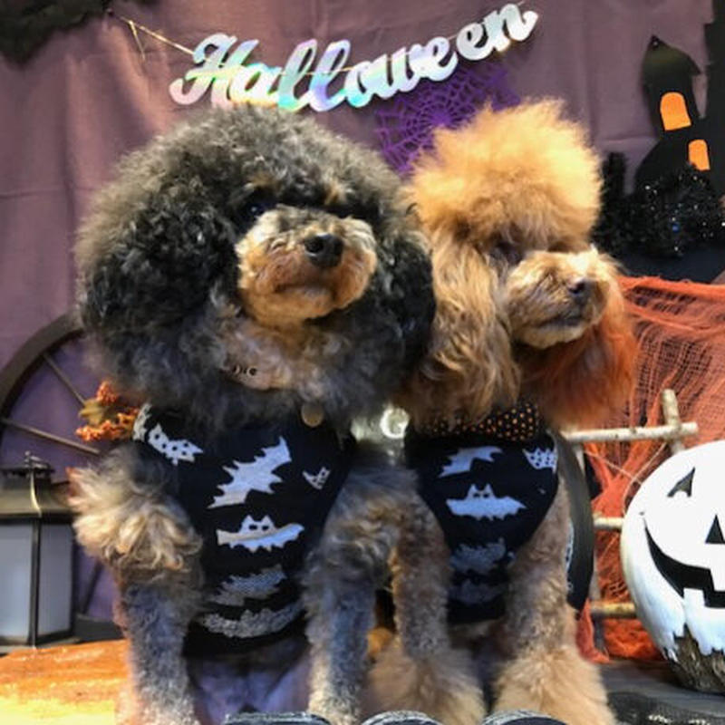 T0039 コウモリ柄タンクトップ Kenstar