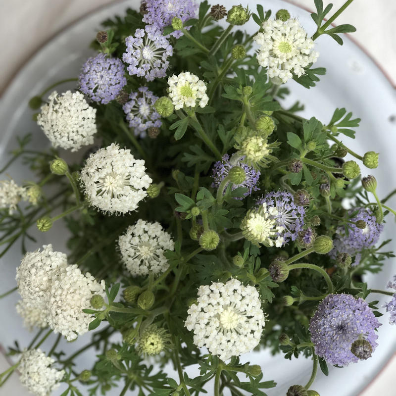 ブルーレースフラワー Kiccorie ブルーレースフラワー Kiccorie