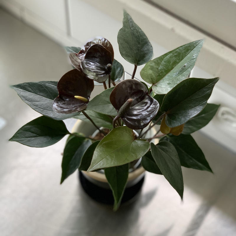 観葉植物 アンスリウム アンドレアナム ブラックラブ Kiccorie