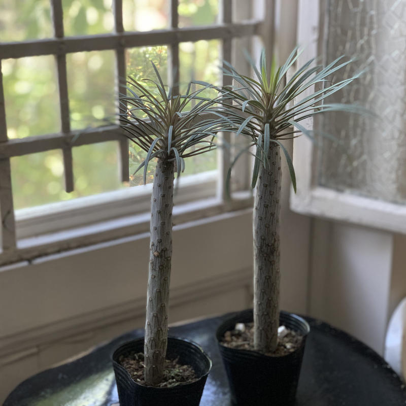 観葉植物 セネシオ クレイニア モンキーツリー Kiccorie