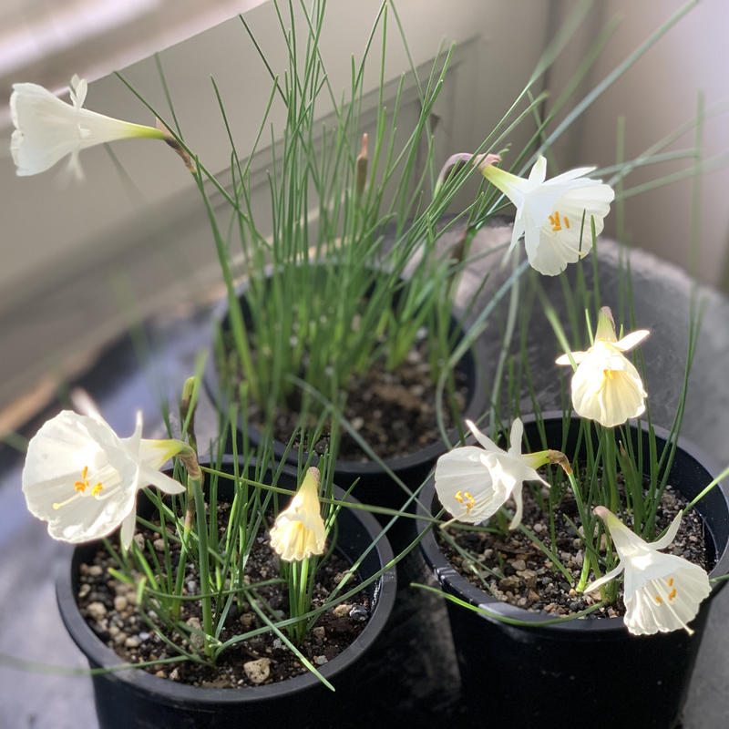 原種スイセン モノフィラス Kiccorie