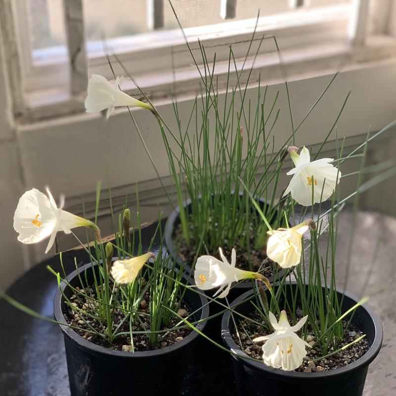 原種スイセン モノフィラス Kiccorie