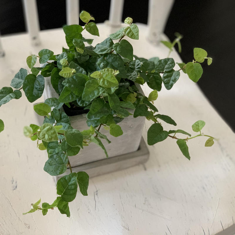 フィカス プミラ Kiccorie