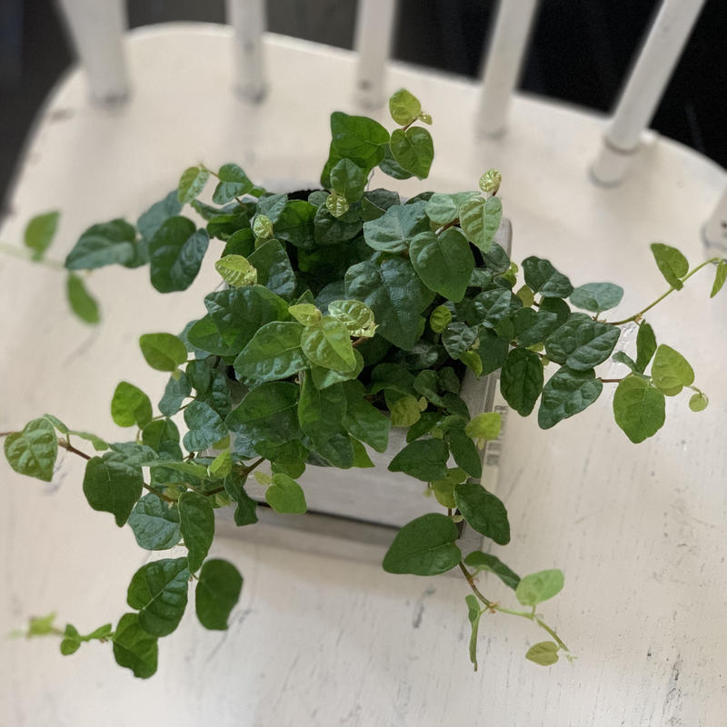 フィカス プミラ Kiccorie