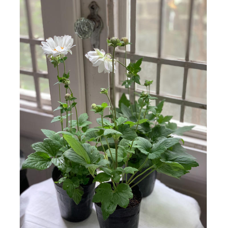 シュウメイギク 白八重咲き Kiccorie