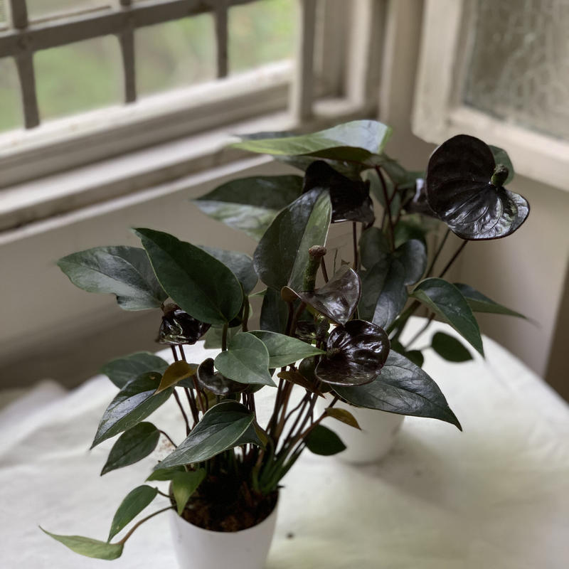 観葉植物 アンスリウム アンドレアナム ブラックラブ Kiccorie